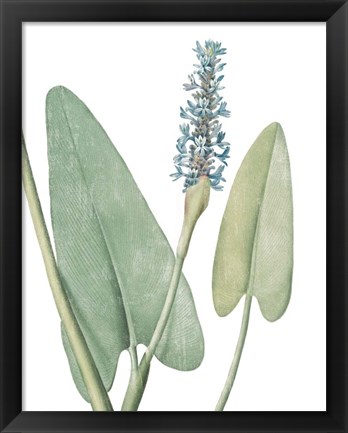 Framed Summer Botanicals IV on White Print