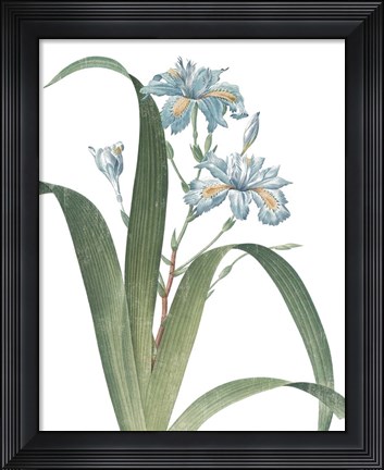 Framed Summer Botanicals III on White Print