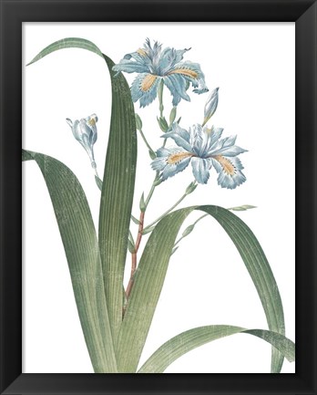 Framed Summer Botanicals III on White Print