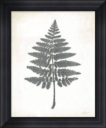 Framed Chalkboard Fern II Print