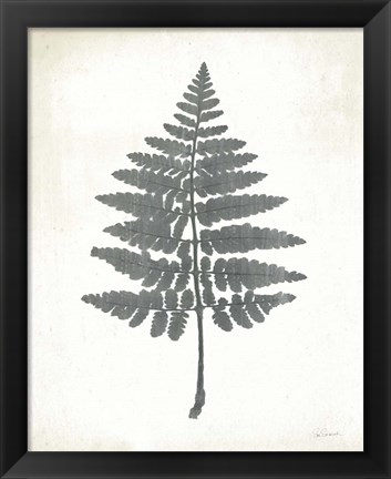 Framed Chalkboard Fern II Print