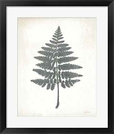 Framed Chalkboard Fern II Print