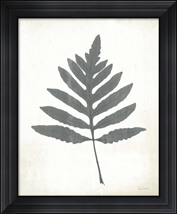 Framed Chalkboard Fern I Print
