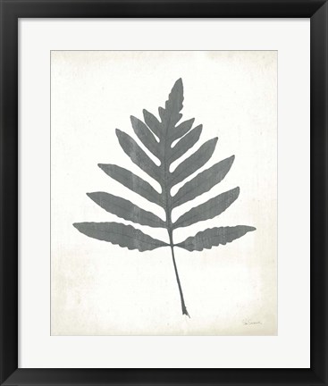 Framed Chalkboard Fern I Print