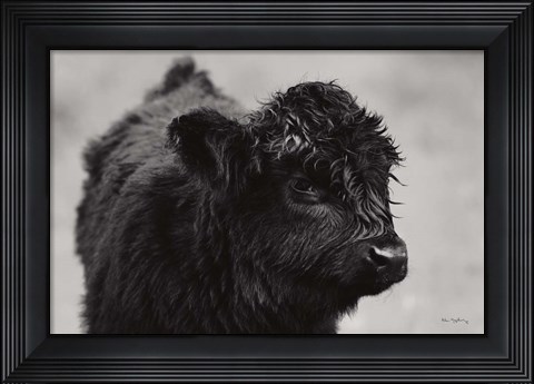 Framed Scottish Highland Cattle XI BW Print