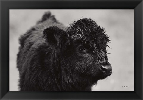 Framed Scottish Highland Cattle XI BW Print