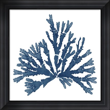 Framed Pacific Sea Mosses Blue on White IV Print