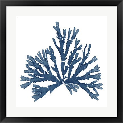 Framed Pacific Sea Mosses Blue on White IV Print