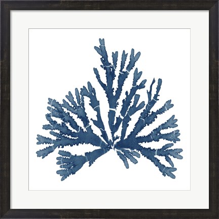 Framed Pacific Sea Mosses Blue on White IV Print