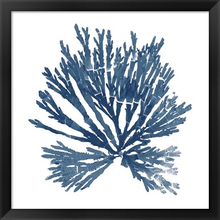 Framed Pacific Sea Mosses Blue on White II Print