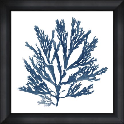 Framed Pacific Sea Mosses Blue on White I Print