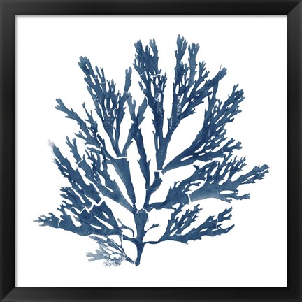 Framed Pacific Sea Mosses Blue on White I Print