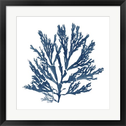 Framed Pacific Sea Mosses Blue on White I Print