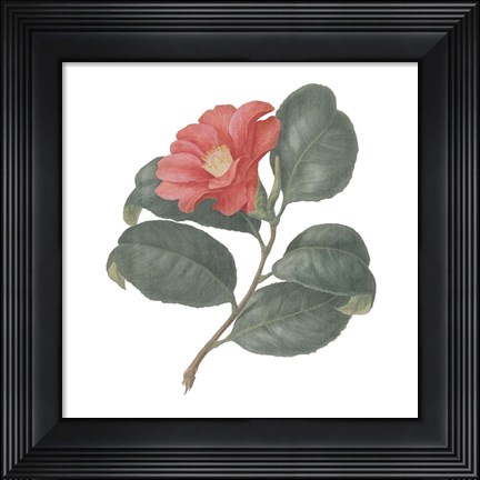 Framed Monument Etching Tile Flowers VII Print