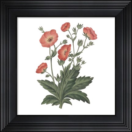 Framed Monument Etching Tile Flowers V Print