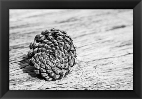 Framed Pinecone Print