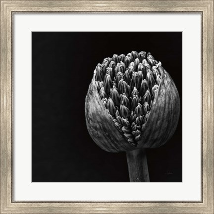 Framed Allium II Print