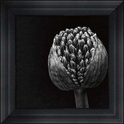 Framed Allium II Print