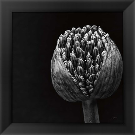 Framed Allium II Print