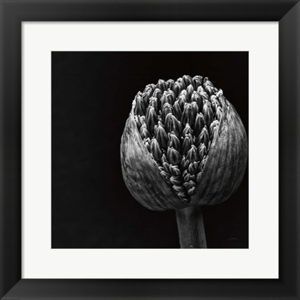 Framed Allium II Print