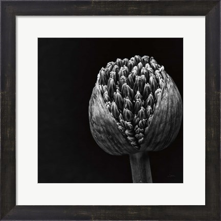 Framed Allium II Print