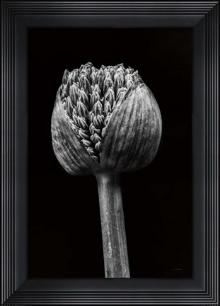 Framed Allium I Print