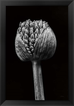 Framed Allium I Print