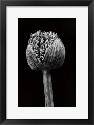 Framed Allium I Print