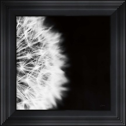 Framed Dandelion on Black II Print