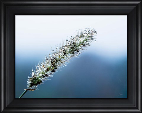 Framed Seeds and Water III Print