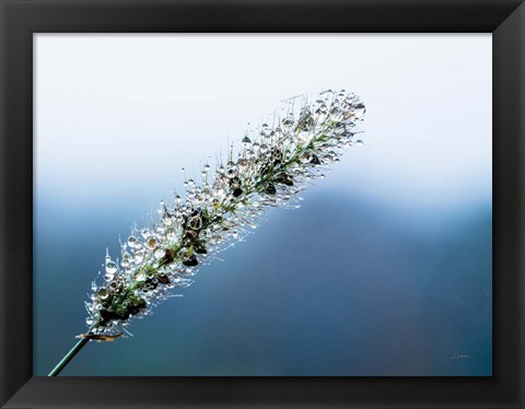 Framed Seeds and Water III Print