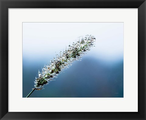 Framed Seeds and Water III Print