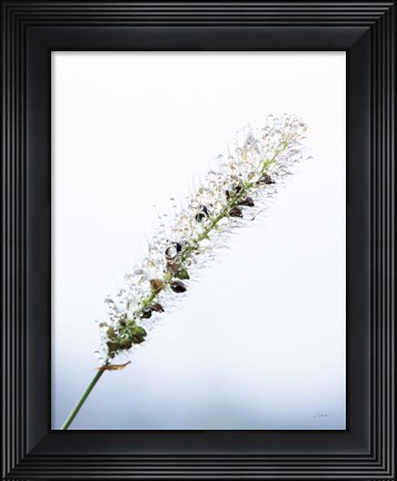 Framed Seeds and Water I Print