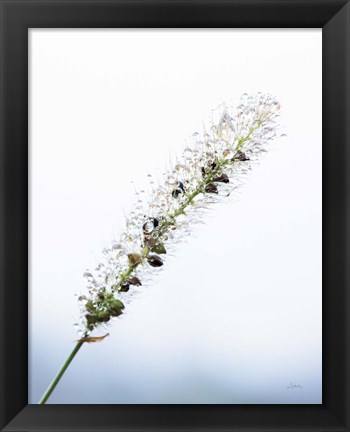 Framed Seeds and Water I Print