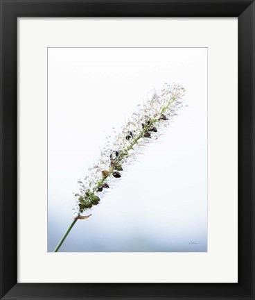 Framed Seeds and Water I Print