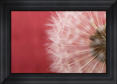 Framed Dandelion on Red III Print