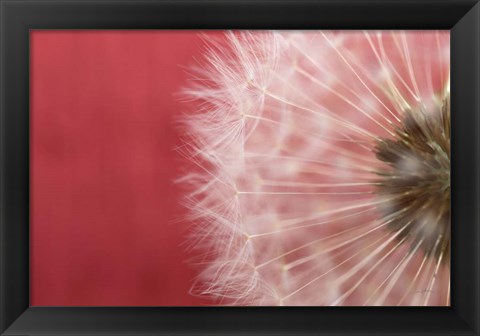 Framed Dandelion on Red III Print