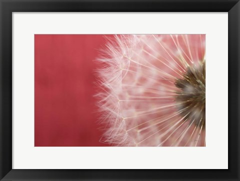 Framed Dandelion on Red III Print