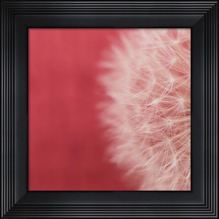 Framed Dandelion on Red II Print