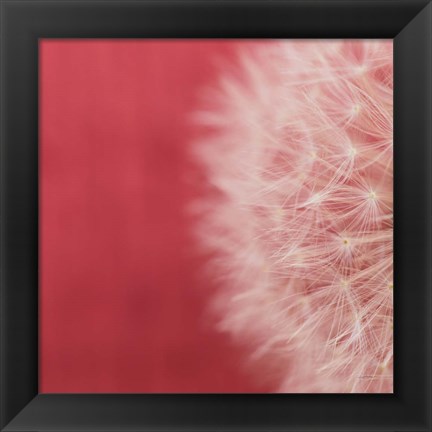 Framed Dandelion on Red II Print