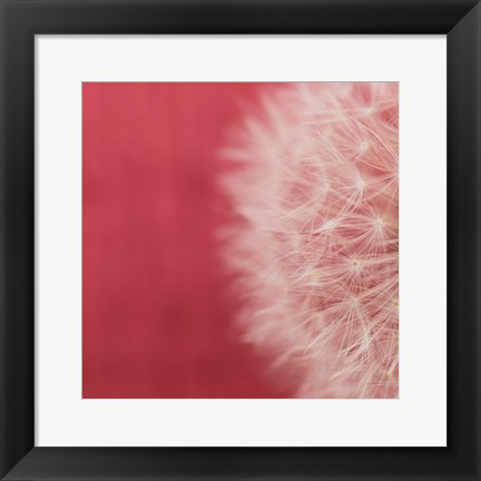 Framed Dandelion on Red II Print