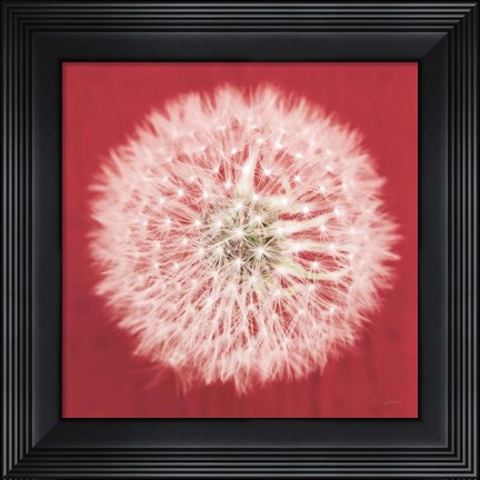 Framed Dandelion on Red I Print