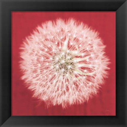 Framed Dandelion on Red I Print