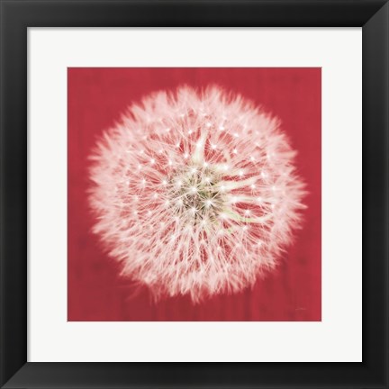 Framed Dandelion on Red I Print