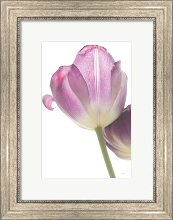 Framed Tulip Time IV Print