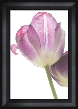 Framed Tulip Time IV Print
