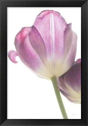 Framed Tulip Time IV Print