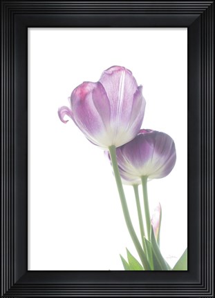 Framed Tulip Time III Print