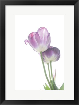 Framed Tulip Time III Print