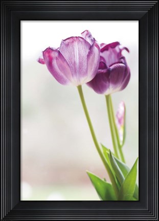 Framed Tulip Time II Print
